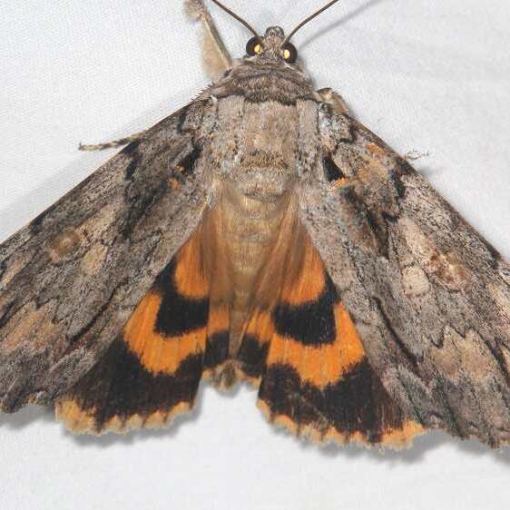 8771 Penitent Underwing Moth Warriors Path St Pk Tenn 9-7-20