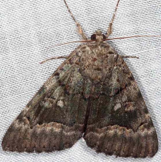 8773 Epione Underwing Copperhead firetower Shawnee St Pk 8-6-16