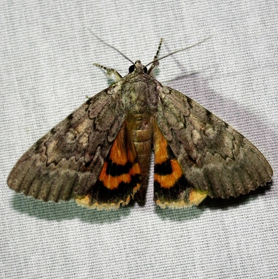 8778 Habalis Underwing at Chatteau Adams Co Oh 9-13-09