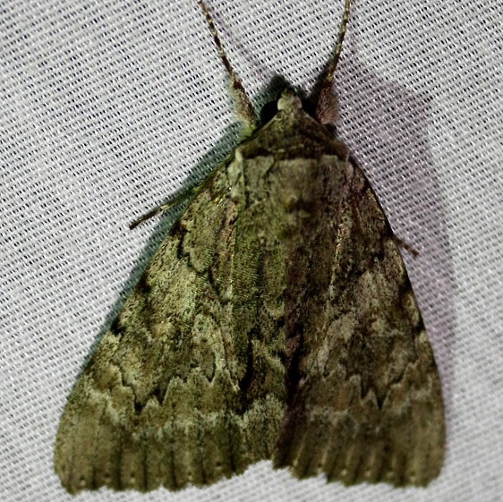8779 Serene Underwing at Chatteau Adams Co Oh 9-13-09