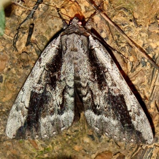 8782 Mourning Underwing at Chatteau Adams Co Oh 9-12-09