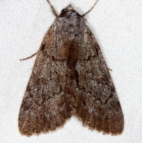 8784 Obscure Underwing Thunder Lake UP Mich 9-26-14_opt