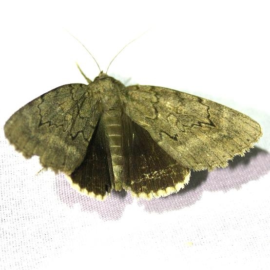 8784 Obscure Underwing at Chatteau Adams Co Oh 9-11-09