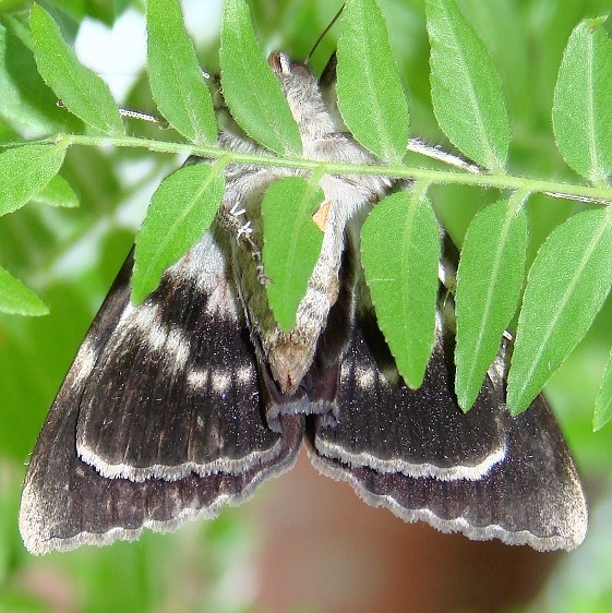 8785 Residua Underwing Moth yard 7-25-08