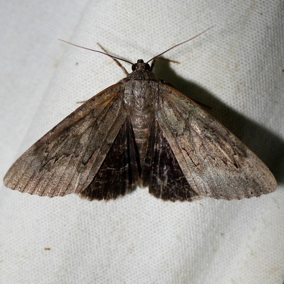 8785 Residua Underwing at Chatteau Adams Co Oh 9-11-09