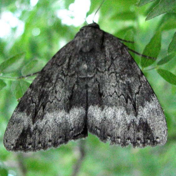 8785 Residua Underwing yard 7-25-08