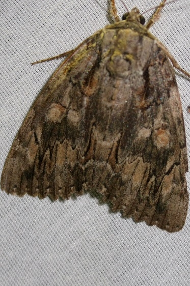 8787 Agrippina Underwing At Chatteau Adams Co Oh 9-11-09