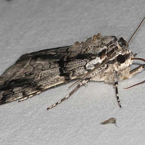 8788 Yellow-gray Underwing Moth King's Mtn St Pk SC 10-4-18 (19)_opt