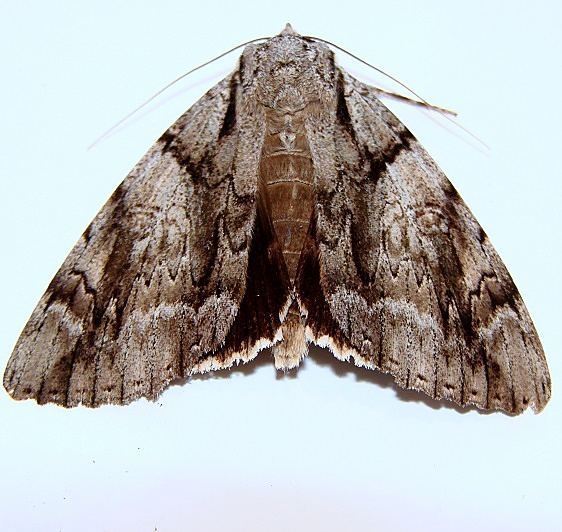 8792 Widow Underwing pickaway co woods near yard 9-6-10 (5)_opt