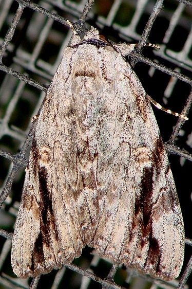 8793 Sad Underwing Moth yard 8-15-08