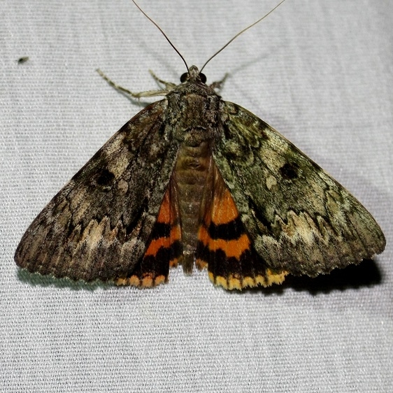 8795 Oldwife Underwing at Chatteau Adams Co Oh 9-11-09