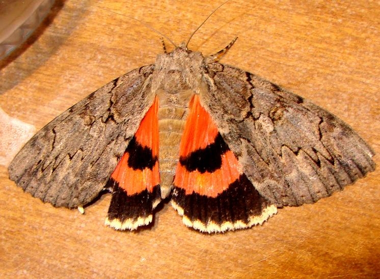 8796 Clouded Underwing yard 8-6-10