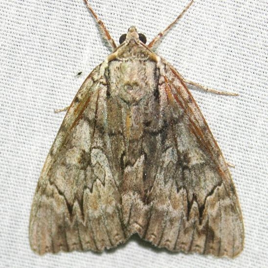 8797 Youthful Underwing at Chatteau Adams Co Oh 9-12-09