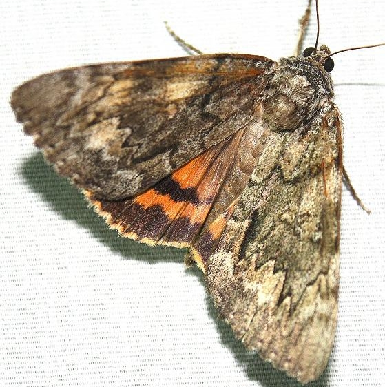 8797 Youthful Underwing at Chatteau Adams Co Oh 9-12-09