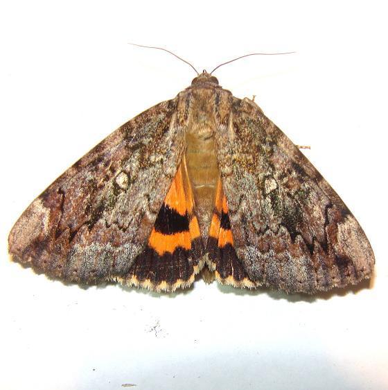 8797 Youthful Underwing yard 8-2-10-19