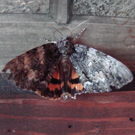 8797 Youthful Underwing yard 8-29-08