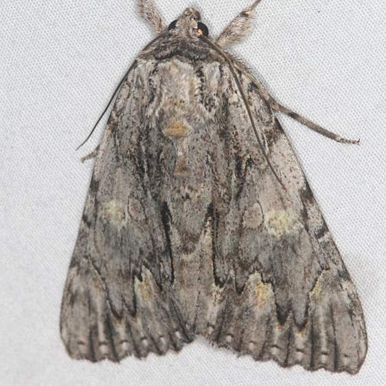 8798 Bride Underwing Moth Mothapalooza Shawnee St Forest Oh 7-7-17 (149)_opt