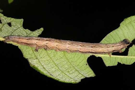 8801 Ilia Underwing Mothapalooza Shawnee St Forest 7-8-17 (24)_opt