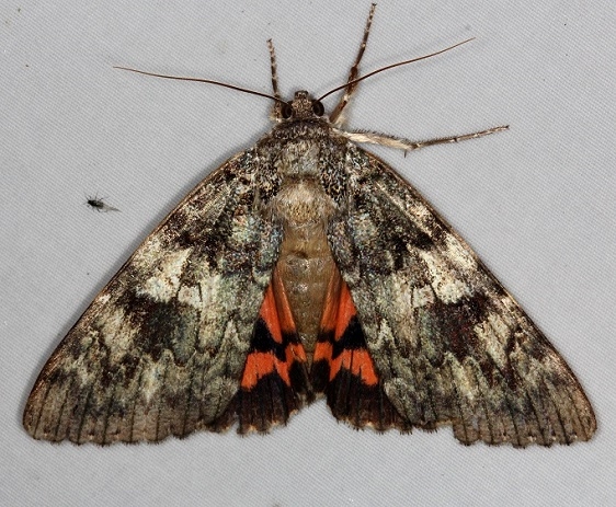 8801.1 Umber Underwing Moth Thunder Lake UP Mich 10-2-14