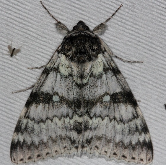 8803-White-Underwing-Moth-Thunder-Lake-UP-Mich-9-28-14