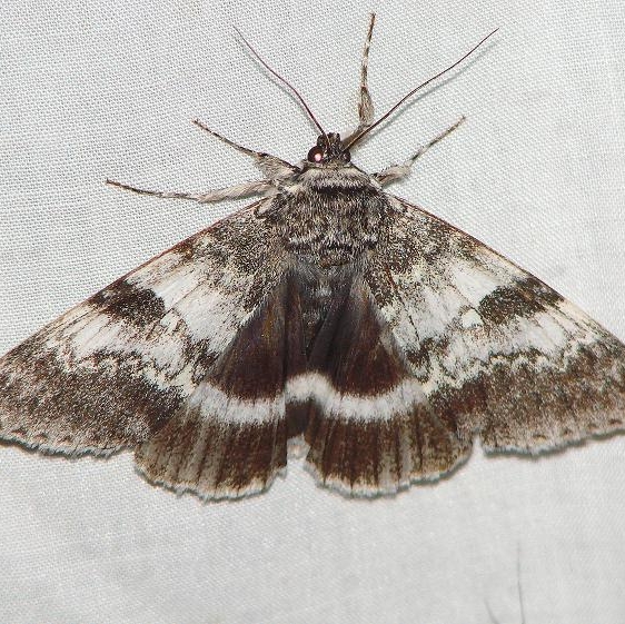8803 White Underwing Thunder Lake UP Mich 9-25-09