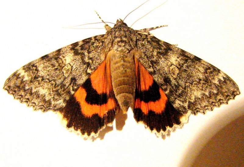 8805 Once Married Underwing yard 8-18-10