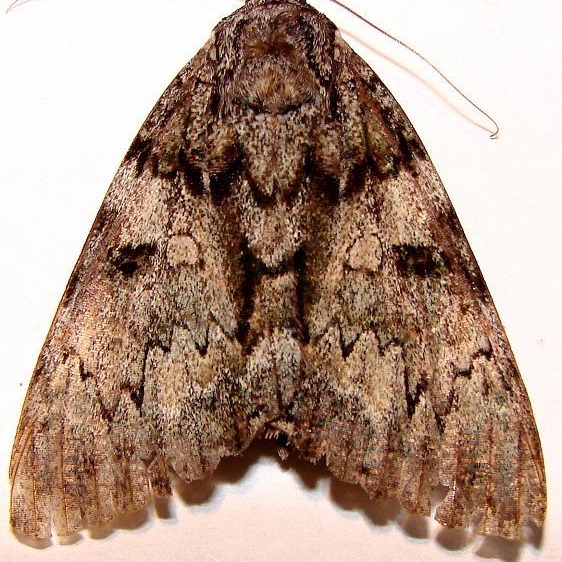 8805 Once Married Underwing yard 8-21-10