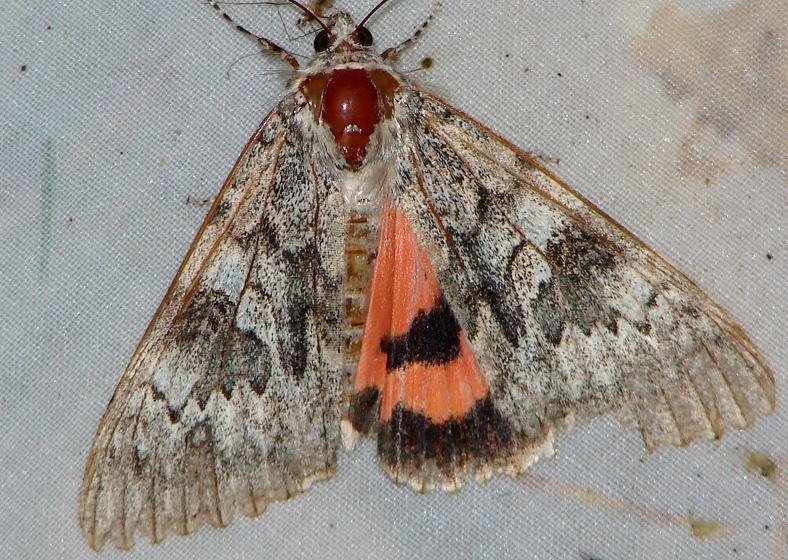 8821 Semirelicta Underwing Thunder Lake UP Mich 9-27-09