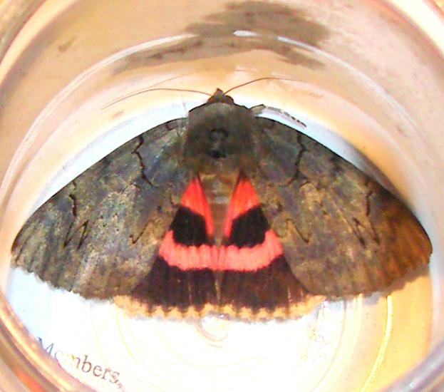 8832 Darling Underwing yard 7-29-10