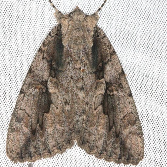 8834 Sweetheart Underwing Moth yard 8-12-13