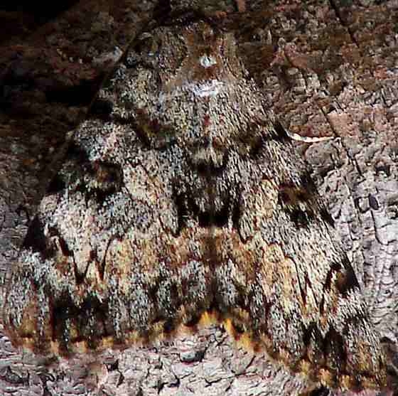 8835.1 Catocala desdemona Parker Canyon Lake Az 9-8-12