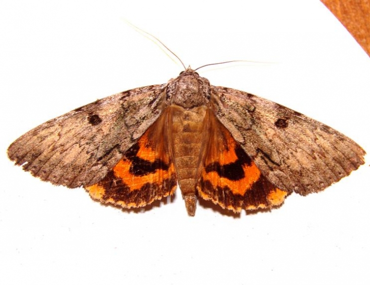 8842 Married Underwing woods near house 9-8-10