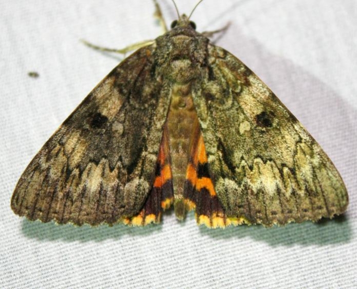 8863 Wonderful Underwing at Chatteau Adams Co Oh 9-12-09