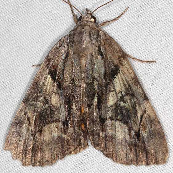 8863 Wonderful Underwing yard 7-22-19