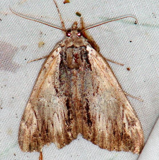 8865 Praeclara Underwing Thunder Lake UP Mich 9-28-09