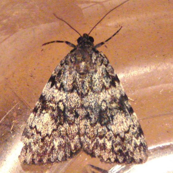 8878 The Girlfriend Underwing yard 7-29-10