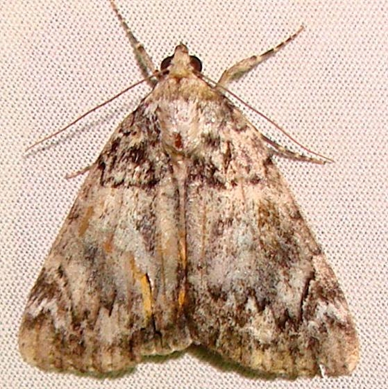 8878.1 Catoccala lineella yard 7-15-11