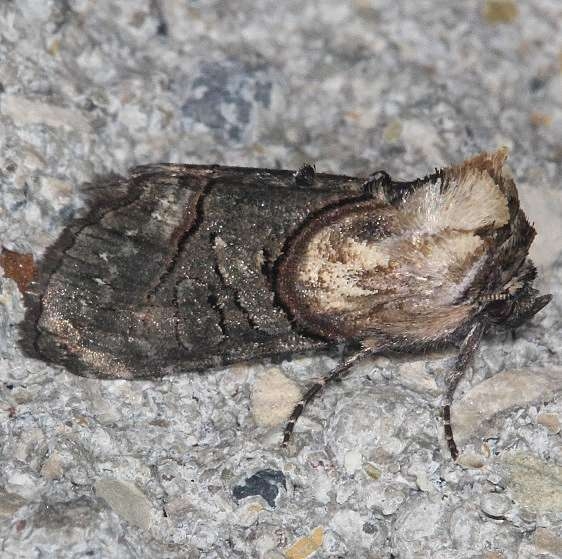 8880 Oval Abrostola Moth Cedar Bog Ohio 7-13-18 (24)_opt
