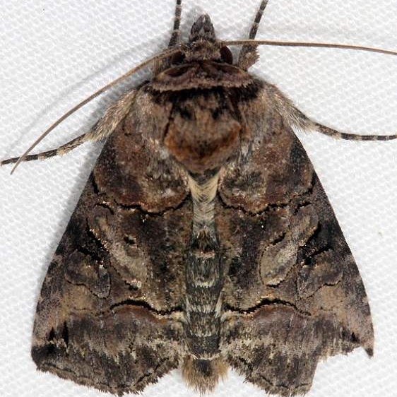 8881 Specticled Nettle Moth Huffman Prairie WPAFB Dayton Oh 7-27-14