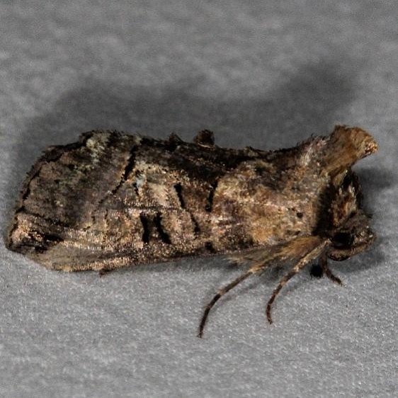 8881 Specticled Nettle Moth yard 5-9-15