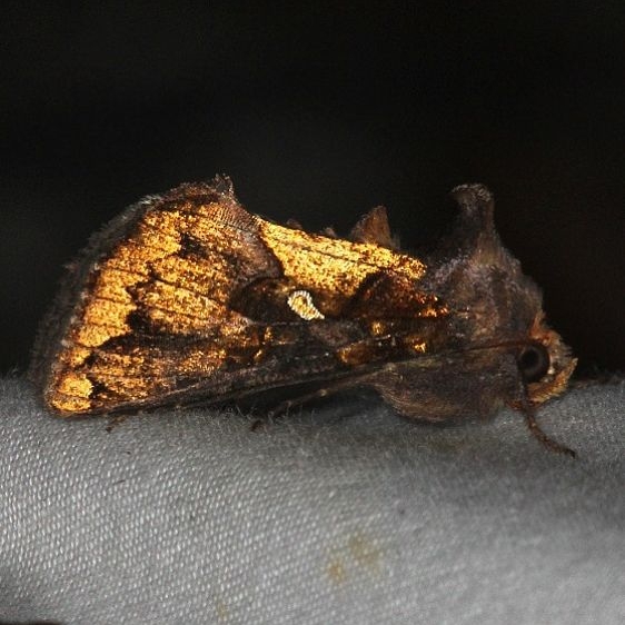 8885 Golden Looper Moth Little Manetee River St Pk Fl 3-8-15