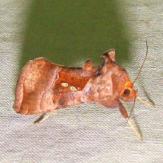 8886 Enigmogramma basigera Collier Seminole St Pk 3-16-11