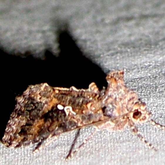 8887 Trichoplusia ni yard 8-27-09