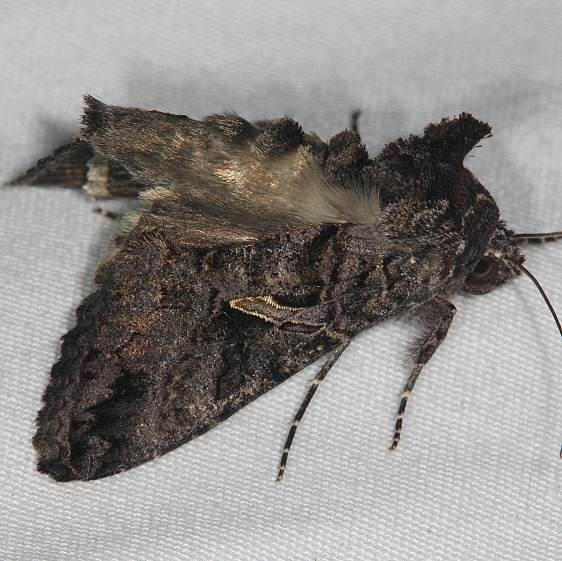 8889 Sharp-stigma Looper Moth yard 10-27-14