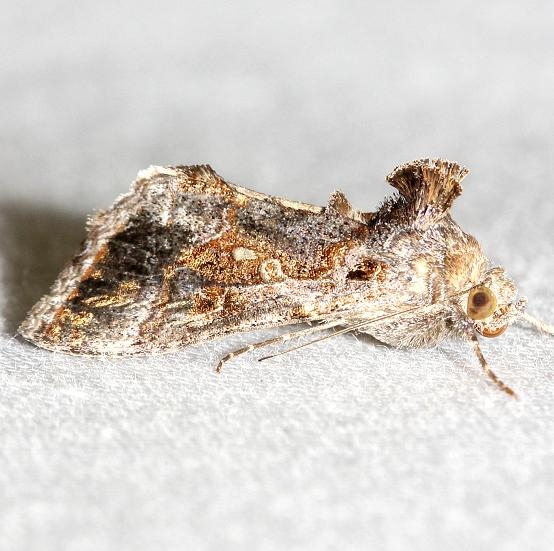 8890 Soybean Looper Moth yard 10-25-12
