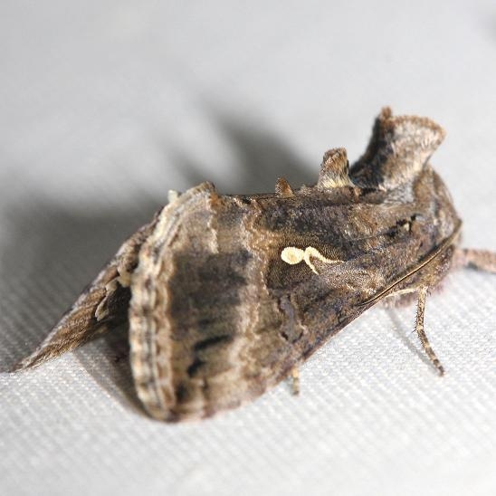 8895 Gray Looper Moth yard 8-6-12