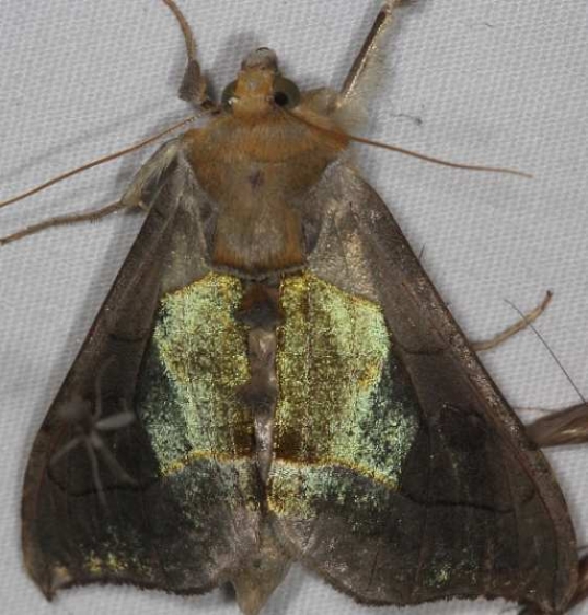 8897 Hologram Moth Lake of the Woods Ontario 7-21-16