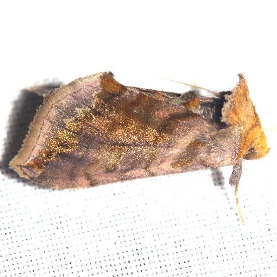 8898 Unspotted Looper Moth yard 8-31-12