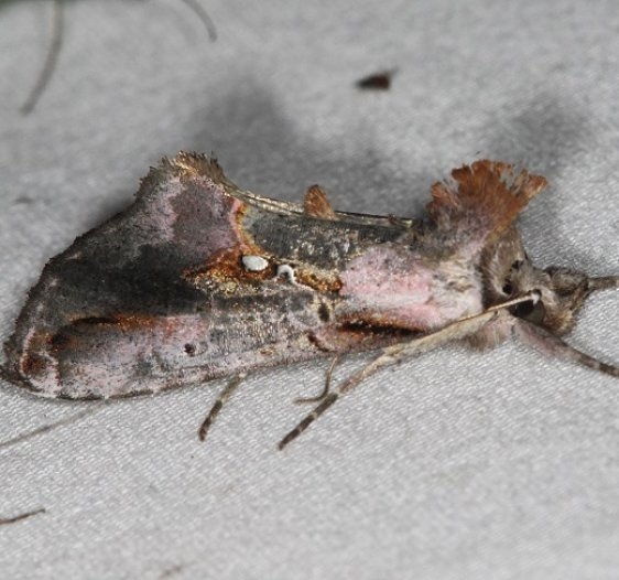 8905 Pink-patched Looper Moth Lake of the Woods Ontario 7-25-16
