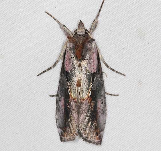 8905 Pink-patched Looper Moth Lake of the Woods Ontario 7-25-16 (37a)_opt
